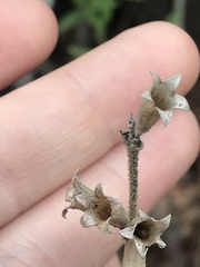 Angiospermae