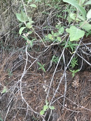 Angiospermae