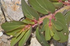 Euphorbia densiflora
