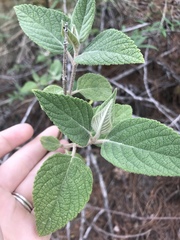 Angiospermae