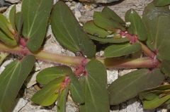Euphorbia densiflora
