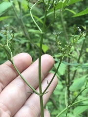 Angiospermae