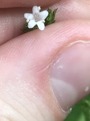 Angiospermae