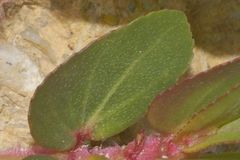 Euphorbia densiflora