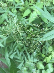 Angiospermae