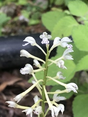 Oreorchis micrantha