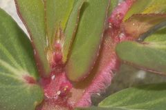 Euphorbia densiflora
