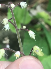 Angiospermae
