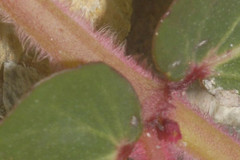 Euphorbia densiflora