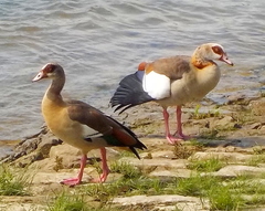 Alopochen aegyptiaca