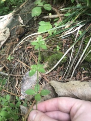 Galium