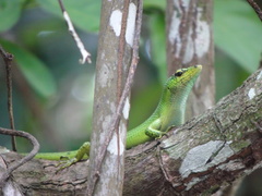 Lamprolepis smaragdina