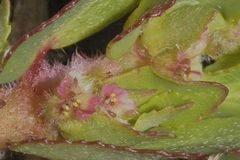 Euphorbia densiflora