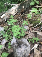 Galium