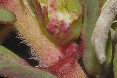 Euphorbia densiflora