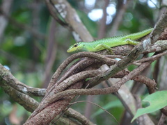 Lamprolepis smaragdina