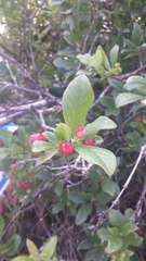 Vaccinium calycinum
