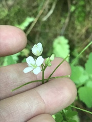 Angiospermae