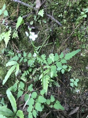 Angiospermae