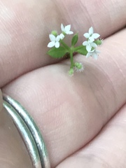Galium