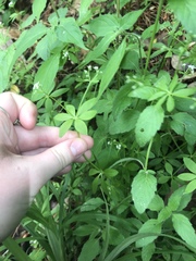Galium