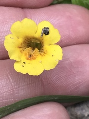 Angiospermae
