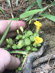 Angiospermae