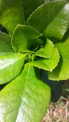Ilex anomala