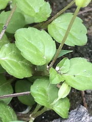 Angiospermae