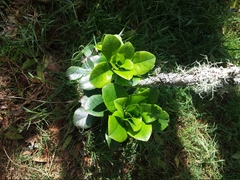 Ilex anomala
