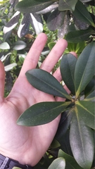 Myrsine lessertiana