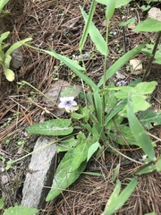 Viola