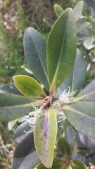 Myrsine lessertiana