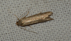Pseudatemelia subochreella