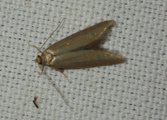 Pseudatemelia subochreella