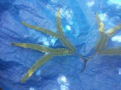 Sticherus owhyhensis