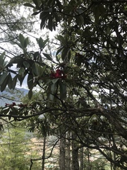 Rhododendron