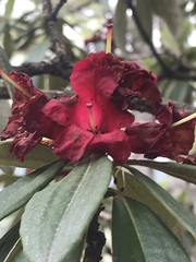 Rhododendron