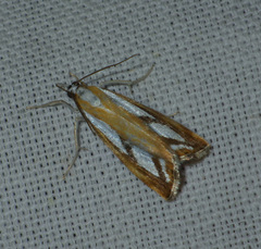 Catoptria