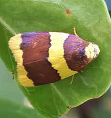Heterallactis