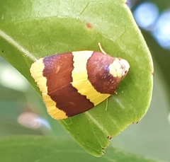Heterallactis