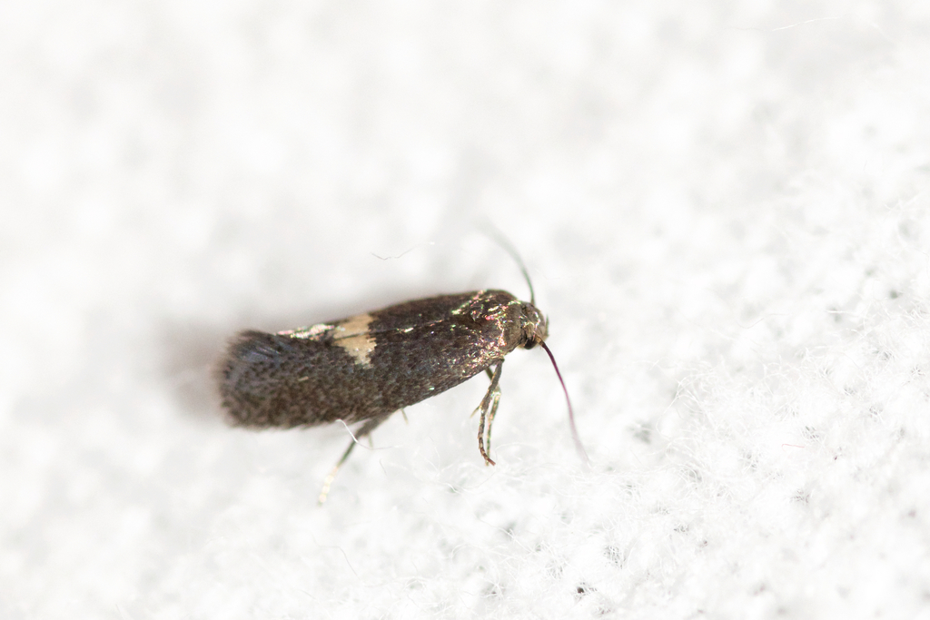 Moth