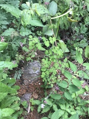 Angiospermae