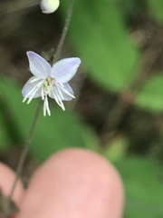 Angiospermae