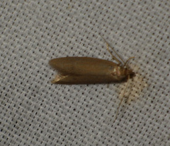 Pseudatemelia subochreella