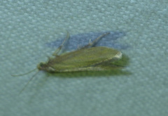 Pseudatemelia subochreella