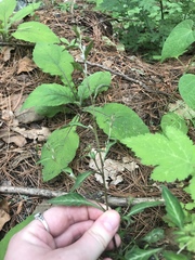 Angiospermae