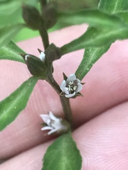 Angiospermae