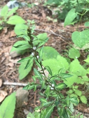 Angiospermae