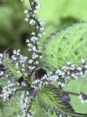 Angiospermae